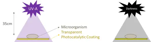 Figure 9. Reaction of 0.125 ml of microbes with a possible antimicrobial, transparent, photocatalytic-coating sample, under 35-cm distance of UV light and in darkness.