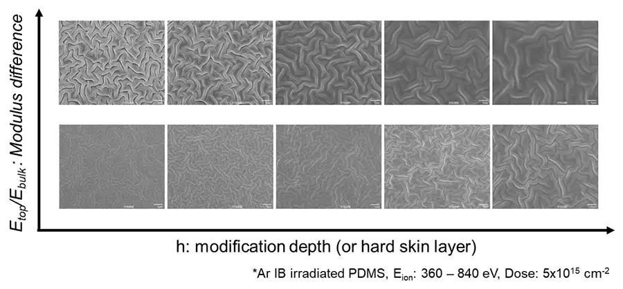 FIGURE 3. Wrinkles on PDMS surface after ion-beam irradiation