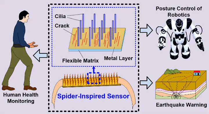 FIGURE 2. General device design and potential applications for spider-inspired, flexible vibration sensor [2]